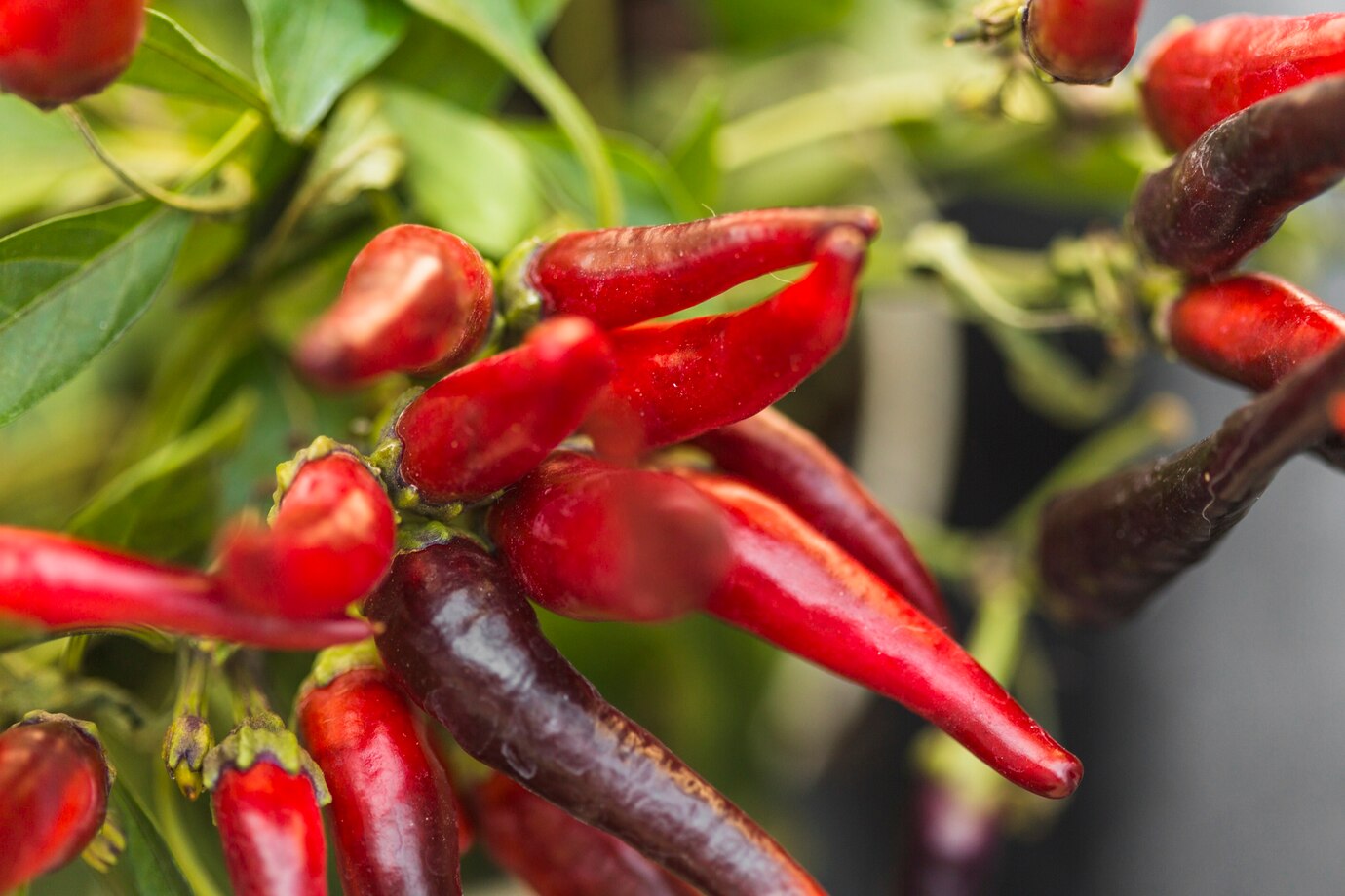 close-up-fresh-red-chili-peppers_23-2147926348